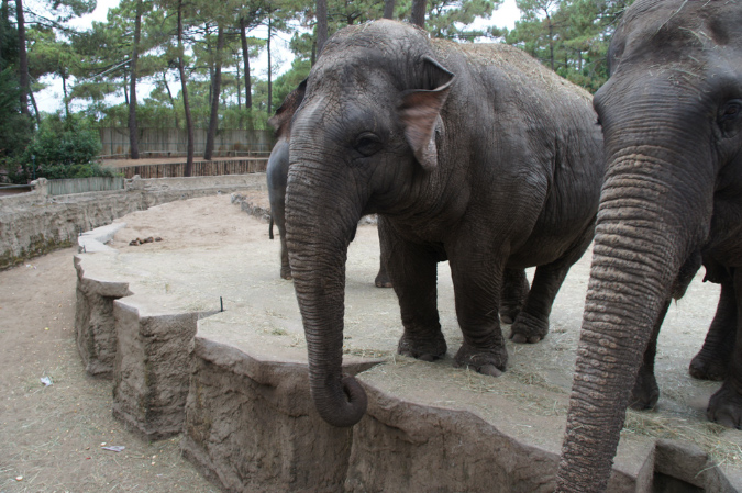 29_juillet_Zoo_2015_050