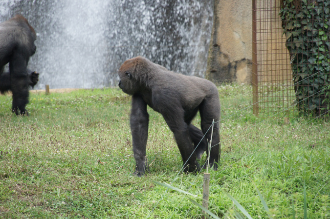 29_juillet_Zoo_2015_066