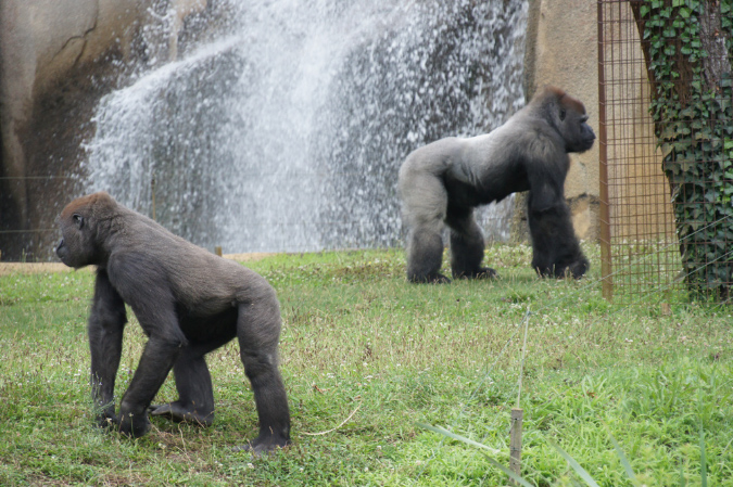 29_juillet_Zoo_2015_068