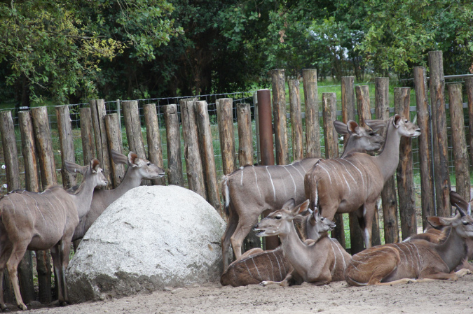 29_juillet_Zoo_2015_073