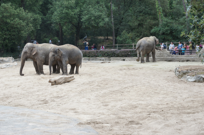 29_juillet_Zoo_2015_075