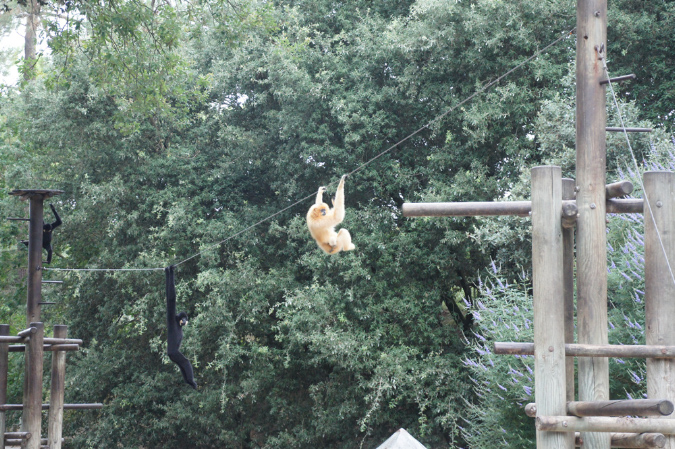 29_juillet_Zoo_2015_078