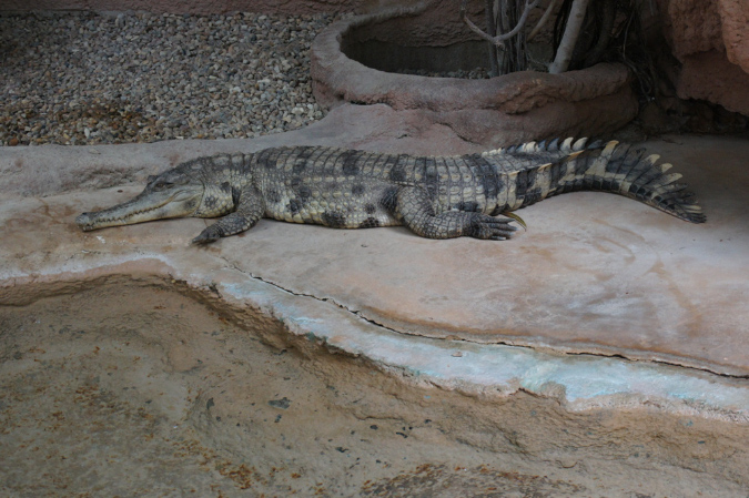 29_juillet_Zoo_2015_081