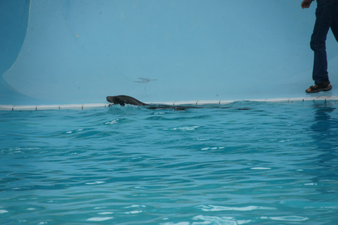 29_juillet_Zoo_2015_096