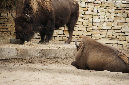 29_juillet_Zoo_2015_031