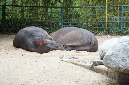 29_juillet_Zoo_2015_033