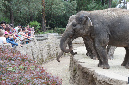 29_juillet_Zoo_2015_054