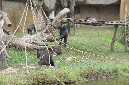 29_juillet_Zoo_2015_064