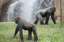 29_juillet_Zoo_2015_067