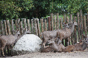 29_juillet_Zoo_2015_073