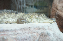 29_juillet_Zoo_2015_080