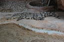 29_juillet_Zoo_2015_081