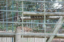 29_juillet_Zoo_2015_091