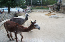 29_juillet_Zoo_2015_092