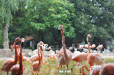 29_juillet_Zoo_2015_099