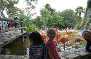 29_juillet_Zoo_2015_101