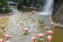 29_juillet_Zoo_2015_102