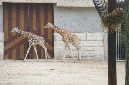 29_juillet_Zoo_2015_104