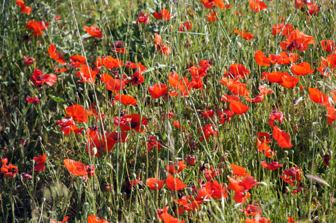 Luberon_fin-mai_2015_64