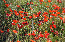 Luberon_fin-mai_2015_64